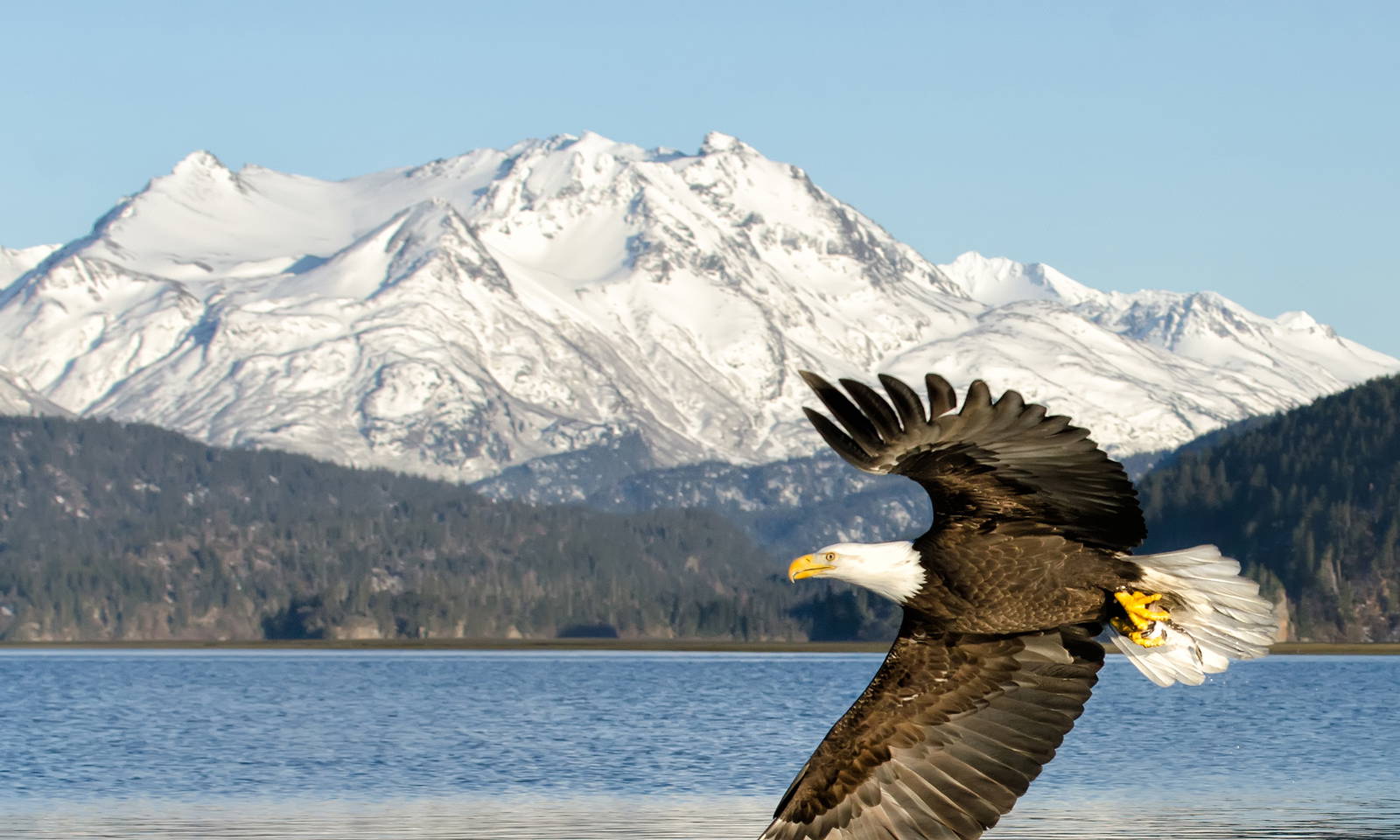 adler-alaska.51wbpz6c.jpg