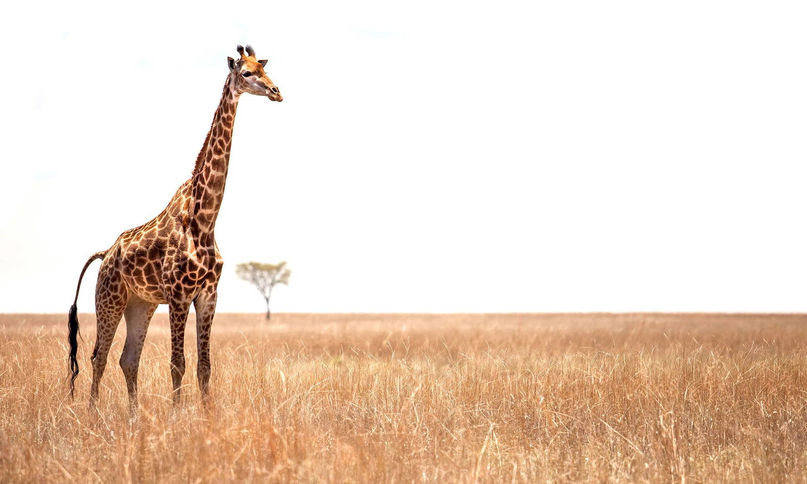 giraffe-in-der-savanne-suedafrika.dwv8vbtg.jpg