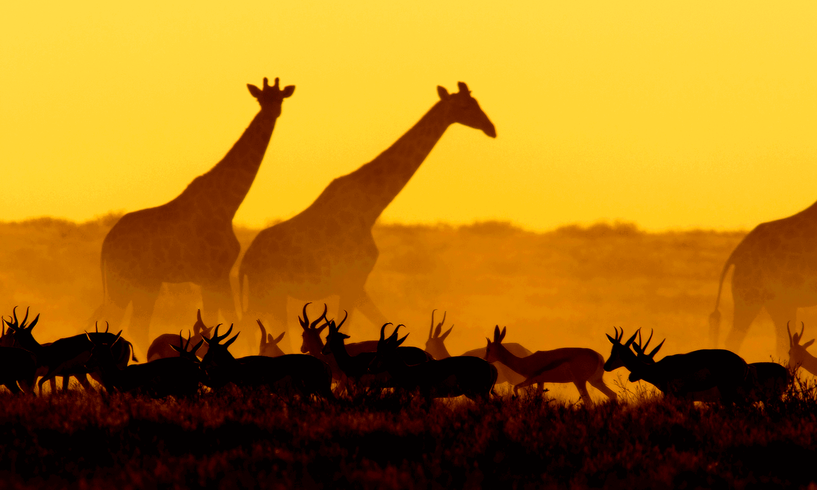 namibia-giraffen-im-etosha-nationalpark.asb2dgb5.png