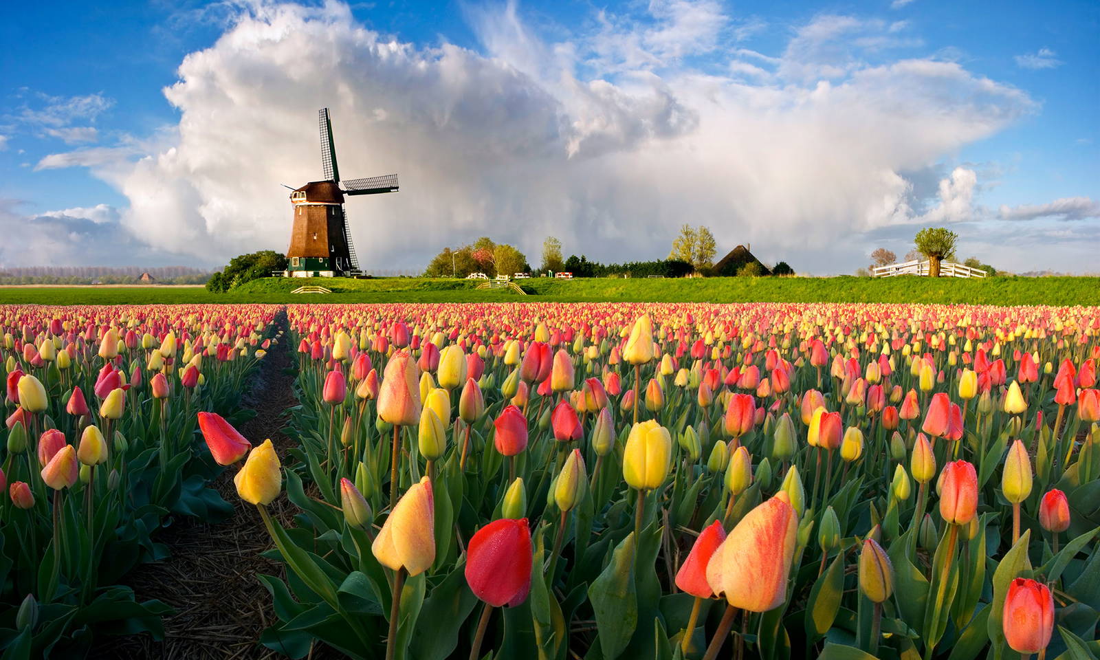 tulpen-niederlande.exl6wgla.jpg