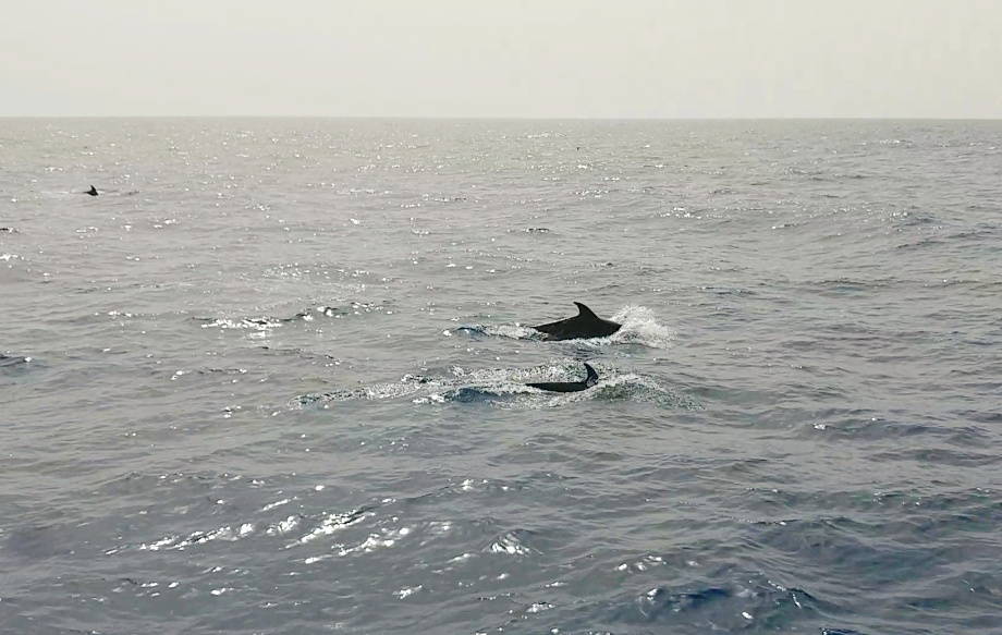 Die 15 beliebtesten Meerestiere im Instagram-Ranking & ihr Lebensraum