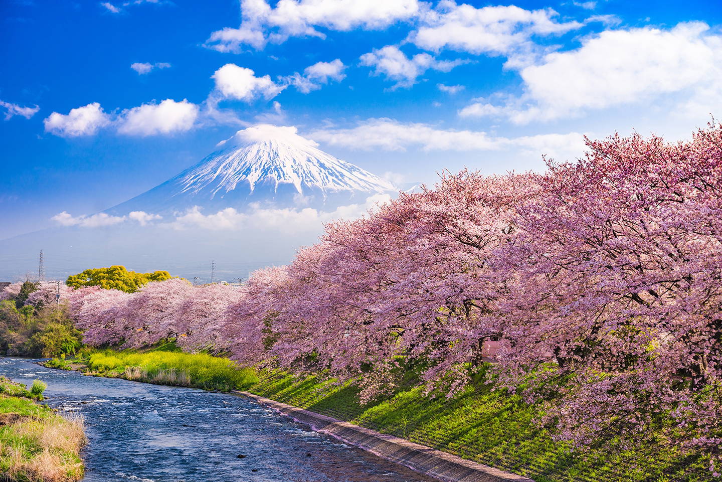 Kirschblüten in Japan