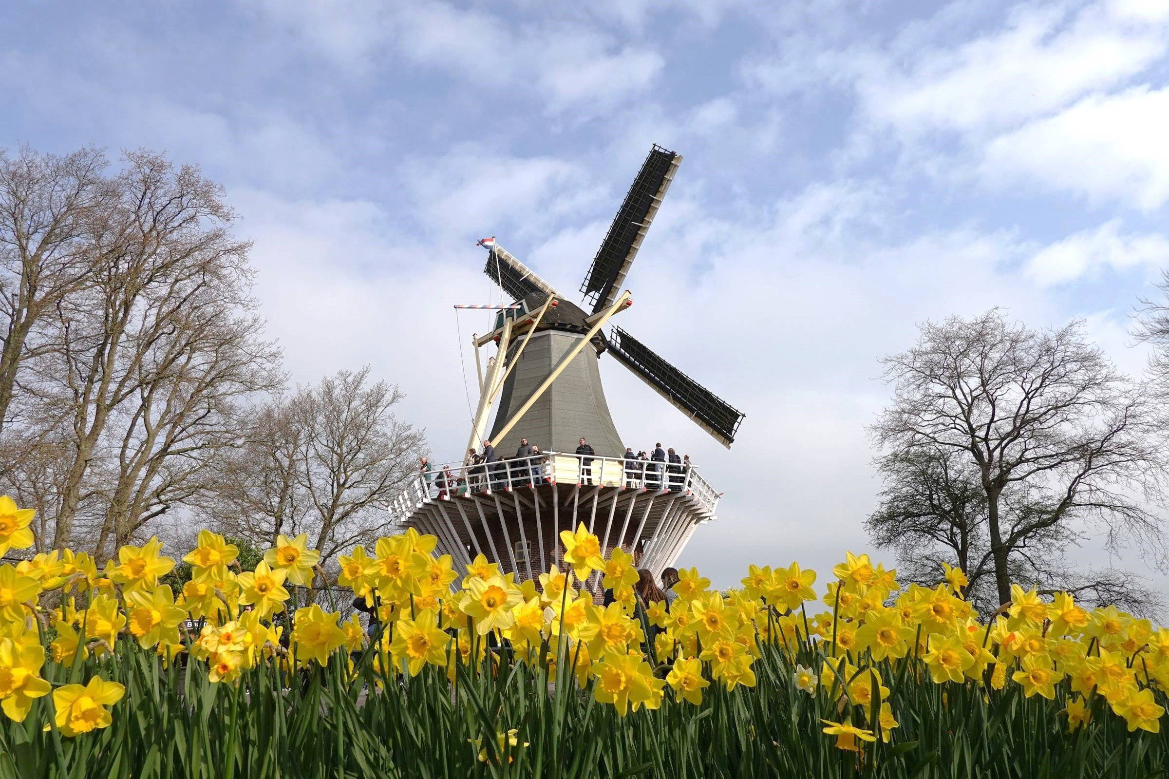 Windmühle in Holland