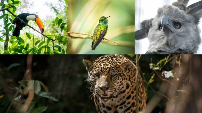 tukan-kolibri-harpyie-jaguar-700.1gc22d6r.jpg?width=700